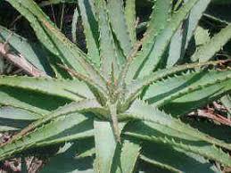 Image result for Aloe luapulana