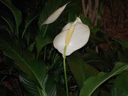 The reason may be the plant toxin itself, or that there may be a specific metabolite created that affects while ingesting any part of the lily (flower, leaves or stem) causes this poisoning, most of the cases we have seen over the years typically involve pollen. Peace Lily Are Toxic To Pets Pet Poison Helpline