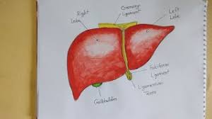Check spelling or type a new query. Nidal Drawing Easy Drawing Of Liver Liver Drawing Human Liver Drawing Internal Organs Of Human Youtube