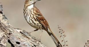 Bird With Yellow Breast With Black Stripe Brown Thrasher Very Large Bird That Resembles A Wood Thrush But Much Bigger And With A Much Longer Tail Seldom See Brown Thrasher Backyard Birds Thrasher