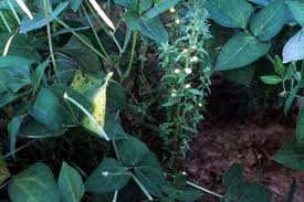 Image result for Alectra vogelii