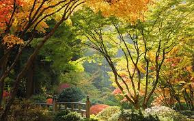 Beautiful Washington Park In Portland Oregon Definitely A Place To Go Portland Japanese Garden Amazing Gardens Japanese Garden