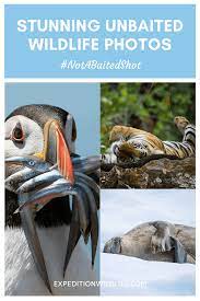 Taking A Great Wildlife Photo Doesn T Require Feeding Animals To Lure Them Closer Check Out These Stunning Unbai Wildlife Photos Wildlife Wildlife Photography