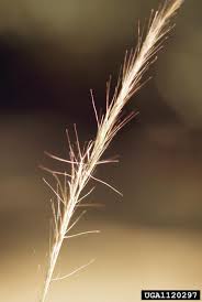 Image result for Aristida diffusa