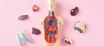 Diese anwendung soll das studium der anatomie in der medizin, biologie oder ergänzen. Organe Mensch Die Bausteine Des Korpers Erklart