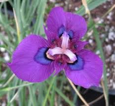 Image result for Moraea bella
