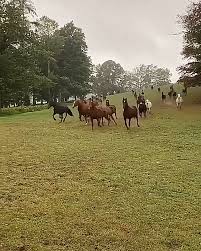 Sound On Video In 2020 Horse Videos Funny Horse Videos Cute Baby Animals
