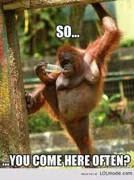 Gross But Funny Monkeys Funny Funny Animal Memes Funny Pictures