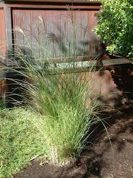 Image result for Miscanthus violaceus