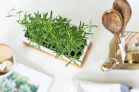 How to Grow and Care for Rosemary