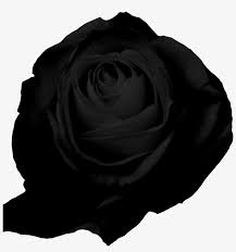 Acuarela floral flor marco boda invitación marco geométrico. Rosas Png Black Rose White Background Png Image Transparent Png Free Download On Seekpng