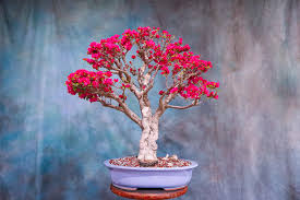 Image result for Bougainvillea