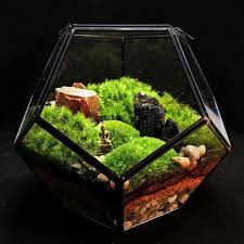 Geometric Modern Landscape Terrarium Moss Terrarium Modern Industrial Decor Moss Terrarium Succulent Landscape Design Succulent Landscaping