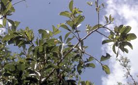 Image result for Gymnosporia tenuispina