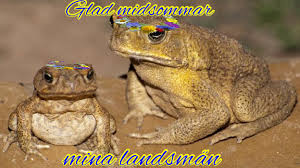 Moi solstice d'été célébration de midsommar course en sac de pommes de terre lutte acharnée vocabulaire midsommarstång (couronne midsommar. Sma Grodorna Imgur