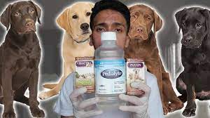 11 working home remedies to get rid of parvo treat the dog at dog training jumping dogtrainingjumping puppy care vet medicine dog training obedience. Parvo Treatment At Home For Dogs Puppies With Parvovirus Youtube