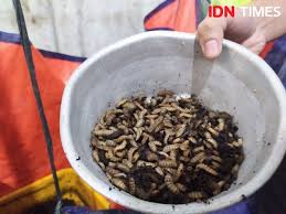 Adi i koloni bsf indonesia. 10 Potret Budidaya Maggot Yang Digandrungi Peneliti Unnes
