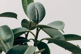How To Care For A Rubber Plant Ficus Elastica Smart Garden Guide