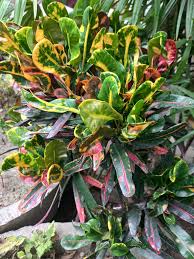 Image result for Codiaeum