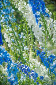 Delphinium Delphinium Plants Larkspur