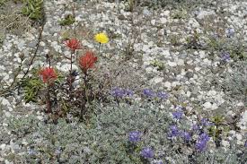 Image result for Orobanchaceae