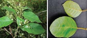 Image result for Maesa lanceolata