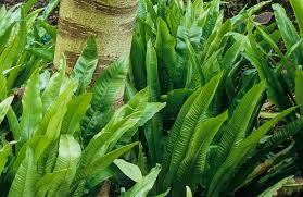 Image result for Asplenium
