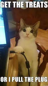 Calmly Threatening Cat Krakend Funny Animal Memes Cute Funny Animals Funny Animal Quotes