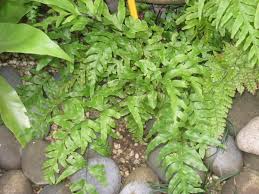 Image result for Pteris