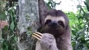 7 фраз в 3 тематиках. El Tierno Video Que Muestra Como Un Oso Perezoso Sonrie Y Saluda Al Hombre Que Le Rescato De La Carretera