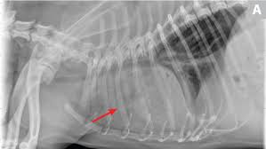 Acute pneumonia, or croupous pneumonia, is characterized by excessive chills and a rise in temperature to a maximum of 40 degrees. Common Pulmonary Diseases In Dogs Clinician S Brief