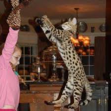 They have plenty of space in canada apparently the most valuable bengals and the bengal cats for sale are the f1s. Savannah Cat Breeders And Exotic Cats For Sale Savannah Cat Breed