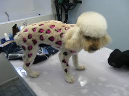Creative Grooming Creative Grooming Dog Grooming Crazy Dog