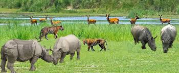 It was established in 1973 and granted the status of a world heritage site in 198. Chitwan National Park Jungle Safari Jet Set Nepal Tour Travel Trek