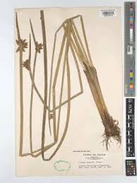 Image result for Schoenoplectiella mucronata