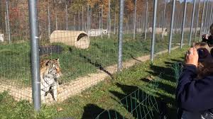 The cage must be secure and safe, because there's a very real much like the common house cat, big cats are prone to diseases like distemper and rabies. Trick Or Treating At Wisconsin Big Cat Rescue In Rock Springs Youtube