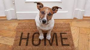 Eliminating Dog Smell In 4 Easy Steps Fantastic Cleaners Australia
