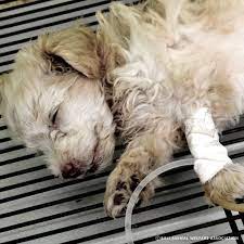 Bali Animal Welfare Association - BALI'S HIDDEN KILLER One of the biggest  threats to dogs and especially young puppies in Bali is the notorious,  insidious, highly contagious, and deadly Parvovirus. Parvovirus does