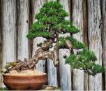 Image result for what are the benefits of a bonsai tree