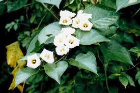 Image result for Turbina longiflora