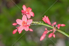 Frangipani has a creamy appearance with an inebriating fragrance that will brighten up even the darkest of all. Dark Pink Five Petal Flower Dark Pink Flower With Five Small Petals And Neon Yellow Centers Blooming With Da Amazing Flowers Wonderful Flowers Pretty Flowers