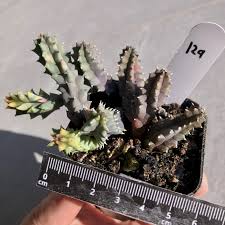 Image result for Huernia kirkii