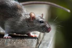 In addition, they are typically near. Why Homeowners Should Worry About Rat Infestations Terminix