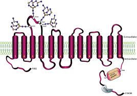 Membrane Topology An Overview Sciencedirect Topics