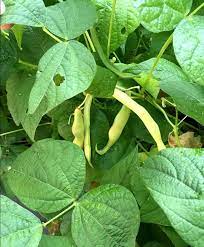 Pin On Veggies To Grow From Seeds