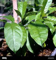 Image result for Strophanthus amboensis