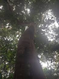 Image result for Panda oleosa