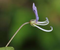 Image result for Cleome rutidosperma