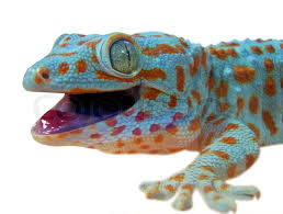 4.8 out of 5 stars. Gecko Lizard Stock Image Colourbox