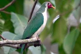 Sekitar 1.500 jenis di antaranya ditemukan di indonesia. 5 Fakta Menarik Dari Merpati Jambu Spesies Burung Tropis Langka
